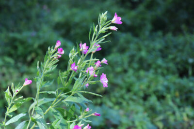 Vrbovica (Epilobium parviflorum) – Najbolji prirodni lijek za prostatu