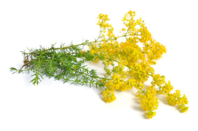Ivanjsko cvijeće (Galium verum)
